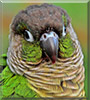 Yoshi the Greencheek conure