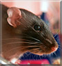 Lucy Lu the Dumbo Rat