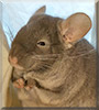 Sable the Chinchilla