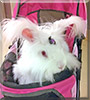 LaLuna the English Angora Rabbit
