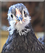 Dweezil the Australorp Chicken