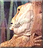 Ozzie the Bearded Dragon