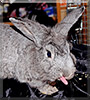 Lucky the Rabbit