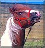 Sugar the Pony, Rural Horse cross