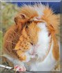 Chicco the Guinea Pig