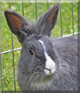 Ollie the Rabbit
