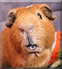 Svin the Guinea Pig