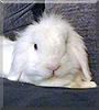 Bentley the Lionhead, Lop Rabbit