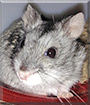 Silver the Hamster