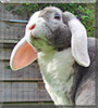 Joris the Rex Widder rabbit