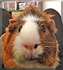 Bubby the Guinea Pig
