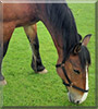 Jeeves the Irish Draft Horse