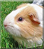 Bill the Guinea Pig