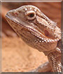 Smaug the Bearded Dragon