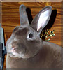 Rum Boogie the Mini Rex Rabbit