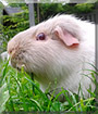 Halo the Guinea Pig