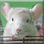 Amber the Chinchilla