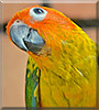 Yellow the Sun Conure