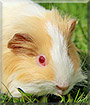 Toby the Sheltie Guinea Pig