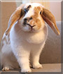 Fleurtje the Lop Rabbit