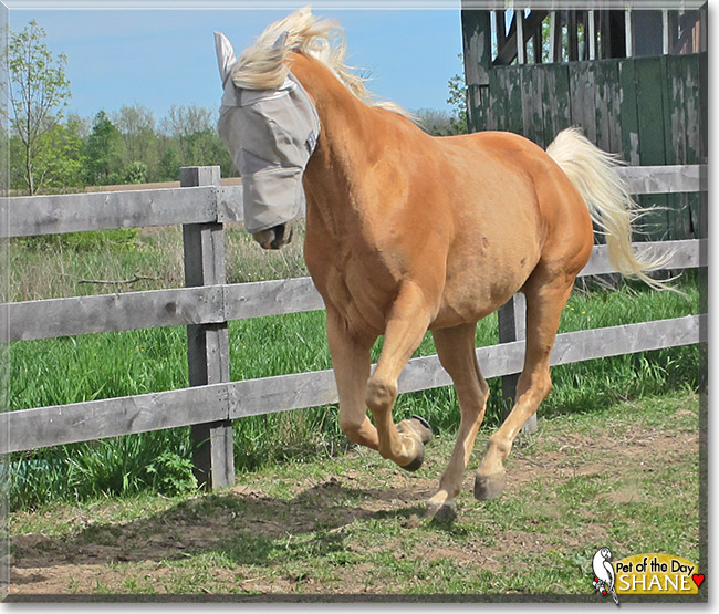 Shane, the Pet of the Day Shane, the Pet of the Day