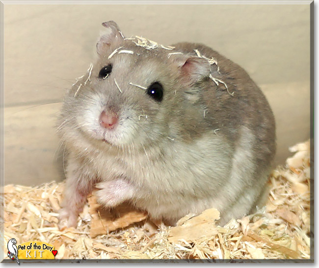 Kit, the Pet of the Day Kit, the Pet of the Day