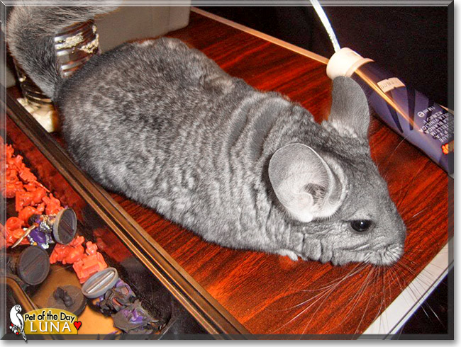 Luna, the Pet of the Day Luna, the Pet of the Day