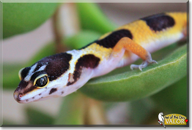 Valor, the Pet of the Day Valor, the Pet of the Day