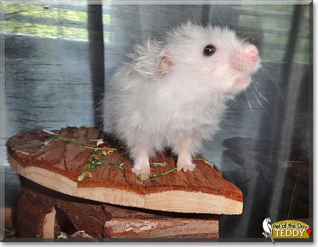 Teddy Schaf, the Pet of the Day Teddy Schaf, the Pet of the Day