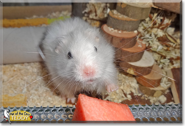 Teddy Schaf, the Pet of the Day Teddy Schaf, the Pet of the Day