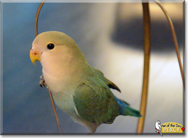 Percy, the Pet of the Day Percy, the Pet of the Day