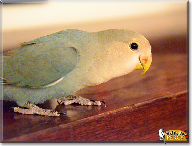 Percy, the Pet of the Day Percy, the Pet of the Day