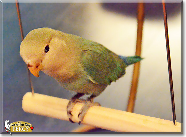 Percy, the Pet of the Day Percy, the Pet of the Day