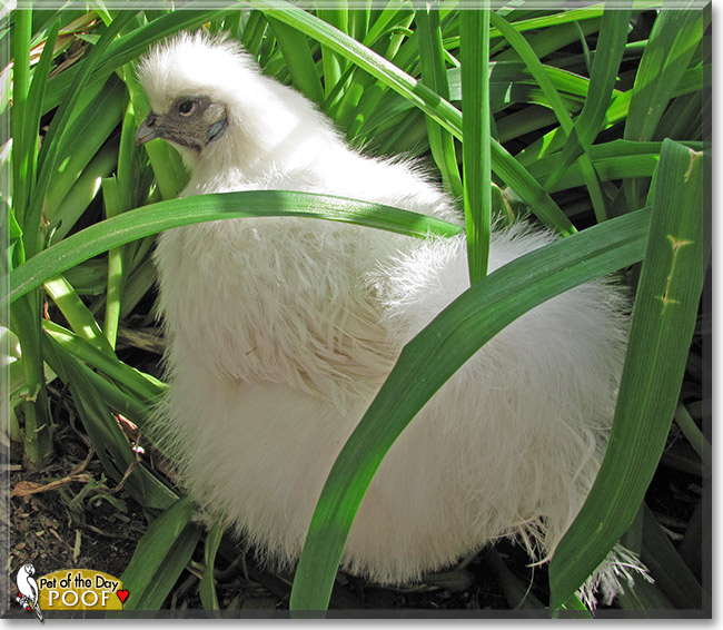Poof, the Pet of the Day Poof, the Pet of the Day
