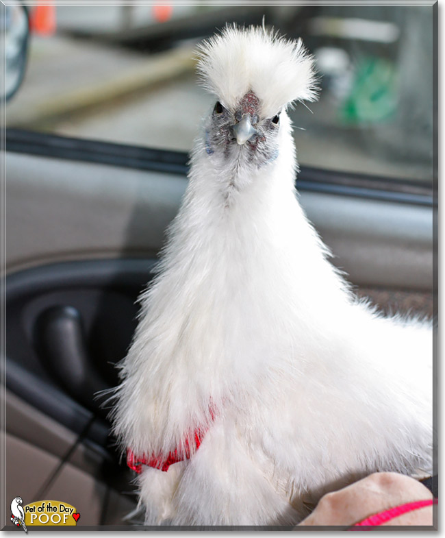 Poof, the Pet of the Day Poof, the Pet of the Day