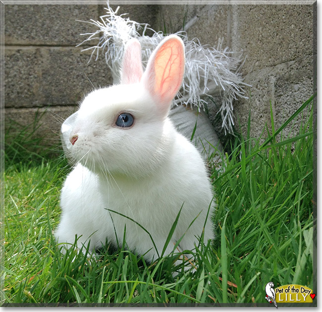 Lilly, the Pet of the Day