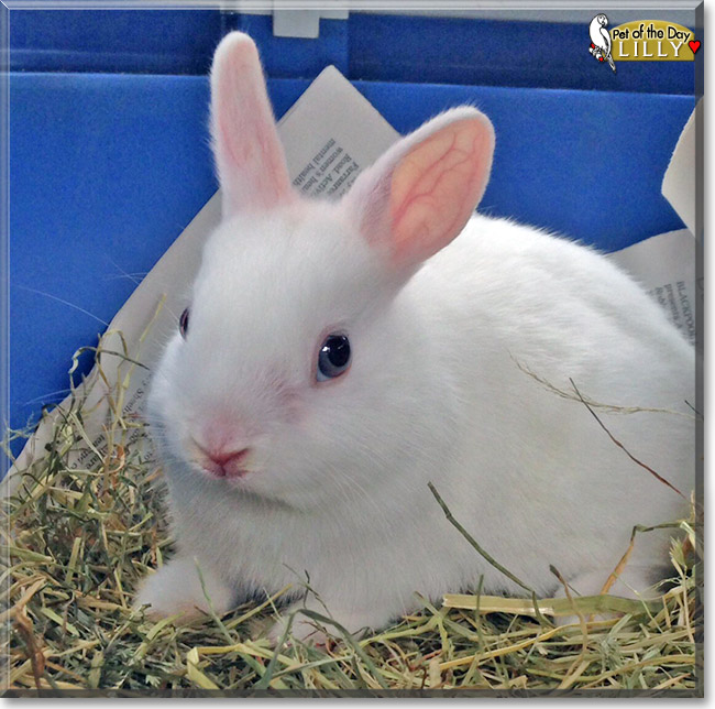 Lilly, the Pet of the Day Lilly, the Pet of the Day