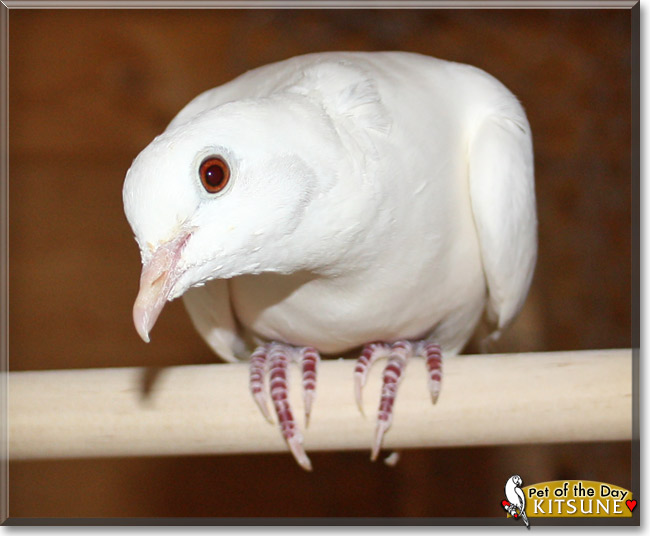 Kitsune, the Pet of the Day Kitsune, the Pet of the Day