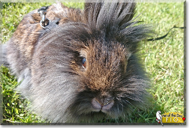 Fio, the Pet of the Day Fio, the Pet of the Day