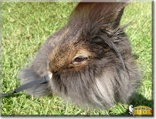 Fio, the Pet of the Day Fio, the Pet of the Day