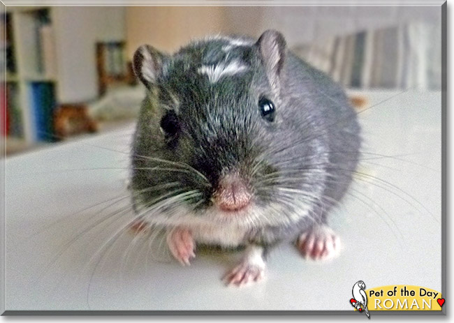 Roman, the Pet of the Day Roman, the Pet of the Day