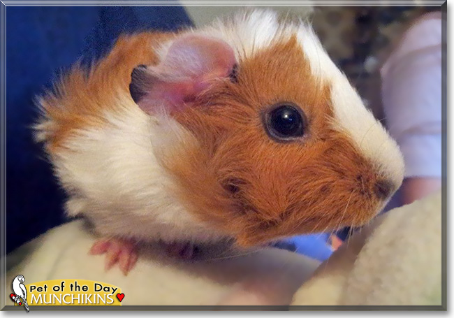 Munchikins, the Pet of the Day Munchikins, the Pet of the Day