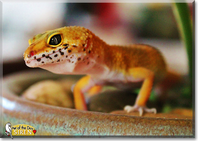 Siren, the Pet of the Day Siren, the Pet of the Day