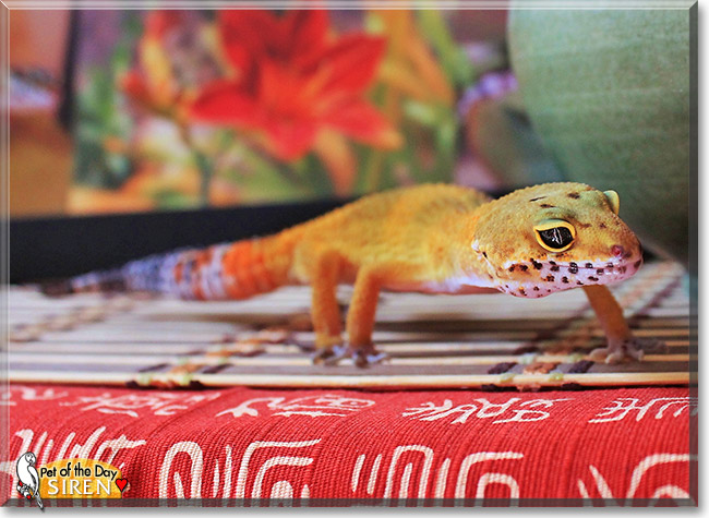 Siren, the Pet of the Day Siren, the Pet of the Day
