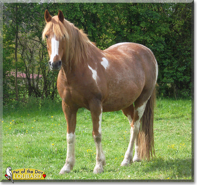 Loubard, the Pet of the Day Loubard, the Pet of the Day
