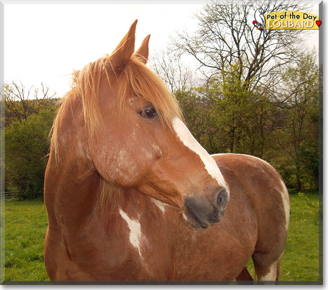 Loubard, the Pet of the Day Loubard, the Pet of the Day