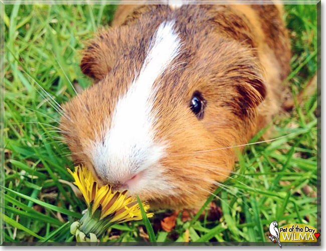 Wilma, the Pet of the Day Wilma, the Pet of the Day