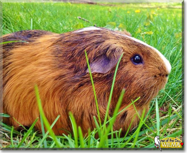 Wilma, the Pet of the Day Wilma, the Pet of the Day