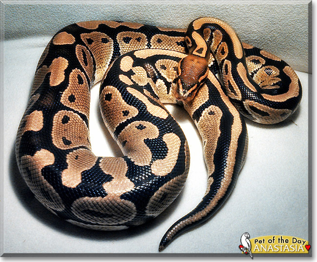 Anastasia, the Pet of the Day Anastasia, the Pet of the Day