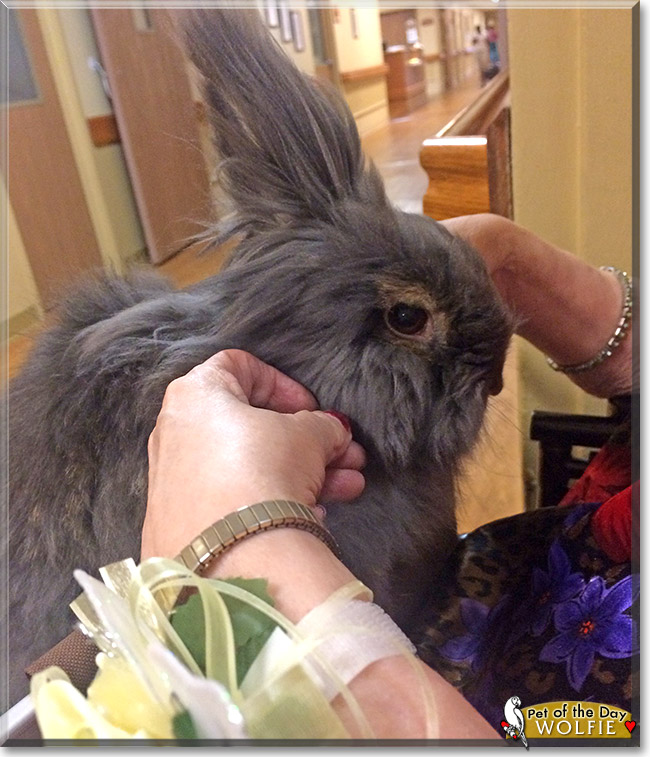 Wolfie, the Pet of the Day Wolfie, the Pet of the Day